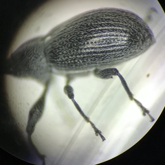 Anthonomus albopilosus