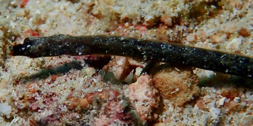 Duncker's pipefish (Halicampus dunckeri) — Syngnathidae — 5