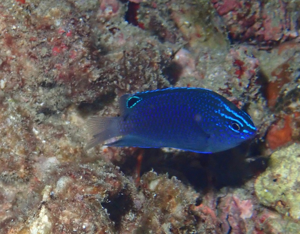 Manyspine damsel (Pomacentrus polyspinus) — Pomacentridae