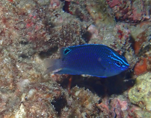 Manyspine damsel (Pomacentrus polyspinus) — Pomacentridae
