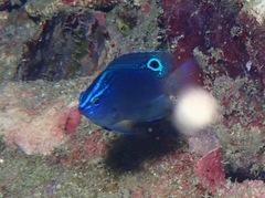 Pomacentrus polyspinus