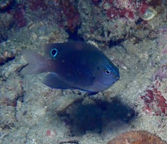 Pomacentrus polyspinus