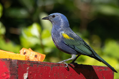 Thraupis ornata