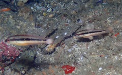 Halichoeres bicolor