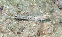 Istigobius