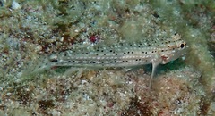 Istigobius