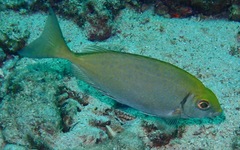 Siganus sutor