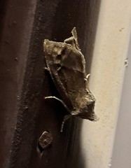 Papaipema nebris