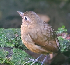 Grallaria haplonota