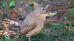 Grallaria haplonota