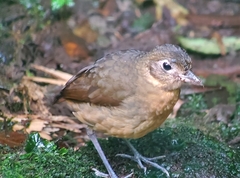 Grallaria haplonota