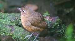 Grallaria haplonota