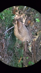Grallaria haplonota
