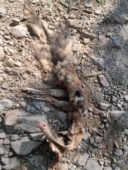 Didelphis marsupialis