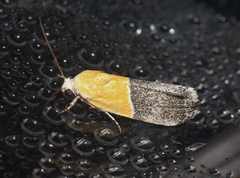 Ponometia clausula