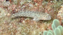 Istigobius
