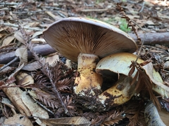 Cortinarius ponderosus
