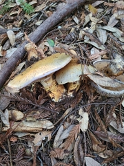 Cortinarius ponderosus