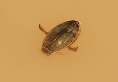 Thermonectus nigrofasciatus