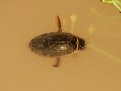 Thermonectus nigrofasciatus