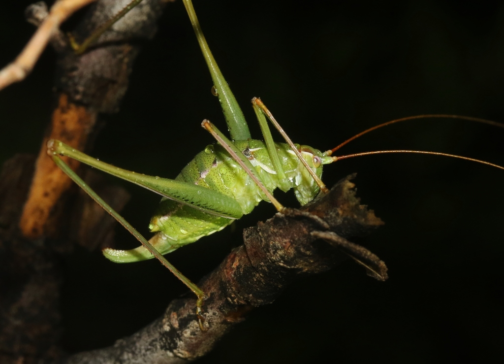 Dichopetalini
