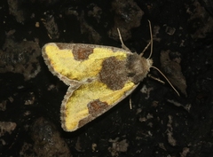 Chalcopasta fulgens