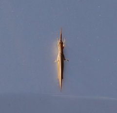 Leptysma marginicollis