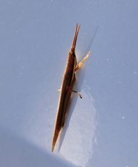 Leptysma marginicollis