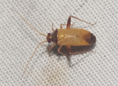 Phytocoris ramosus