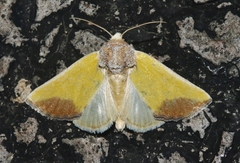 Stiria blanchardi
