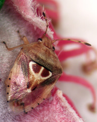 Eupolemus angularis