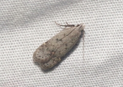Anacampsis comparanda