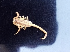 Centruroides sculpturatus
