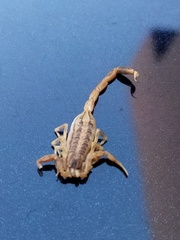 Centruroides sculpturatus