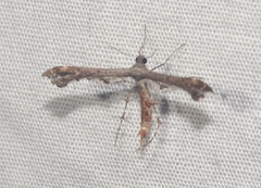 Michaelophorus indentatus