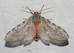 Pseudohemihyalea labecula