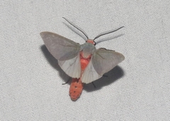 Pygarctia murina