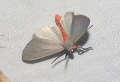 Pygarctia murina