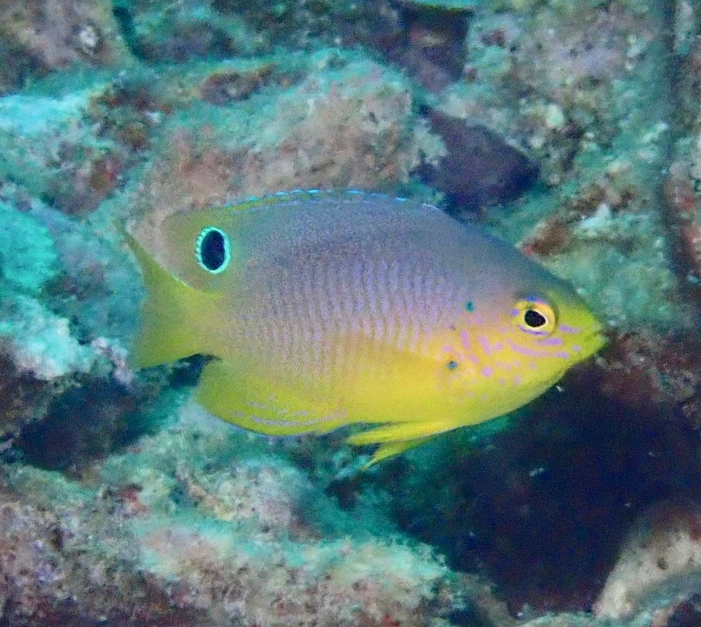 Eyespot Damselfish