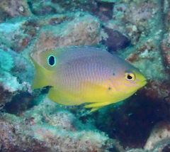 Eyespot Damselfish photo 1