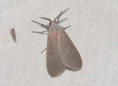 Pygarctia murina