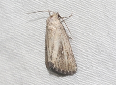 Condica temecula