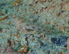 Ctenogobiops pomastictus