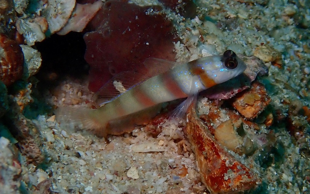 Steinitz' goby