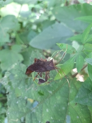 Melucha phyllocnemis