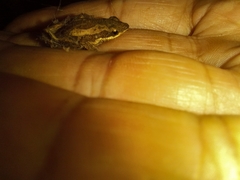 Dendrophryniscus leucomystax