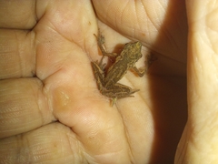 Dendrophryniscus leucomystax