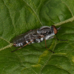 Ozodiceromyia notata