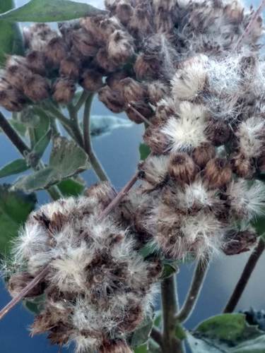 iNaturalist observation photo of marsh fleabane