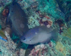 Pomacentrus azuremaculatus